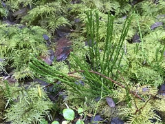 Diphasiastrum sitchense