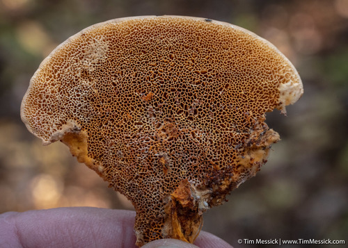 Pycnoporellus fulgens