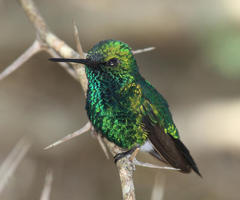 Chlorostilbon mellisugus