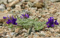 Lupinus flavoculatus