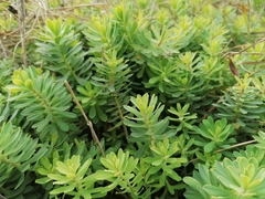 Euphorbia azorica