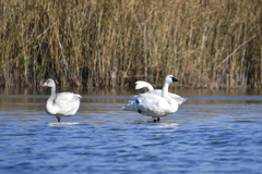 Cygnus columbianus columbianus