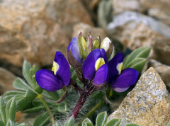 Lupinus flavoculatus