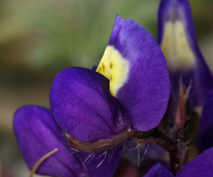 Lupinus flavoculatus