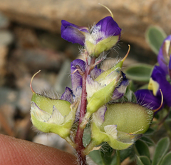 Lupinus flavoculatus