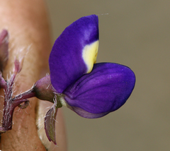 Lupinus flavoculatus