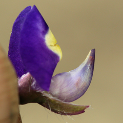 Lupinus flavoculatus