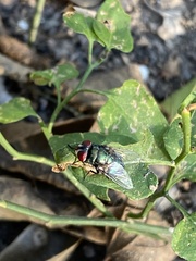 Chrysomya rufifacies