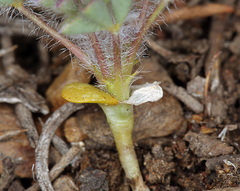 Lupinus flavoculatus
