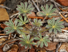 Lupinus flavoculatus