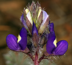 Lupinus flavoculatus