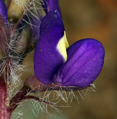 Lupinus flavoculatus
