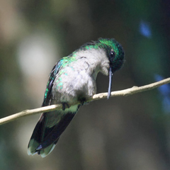 Riccordia bicolor