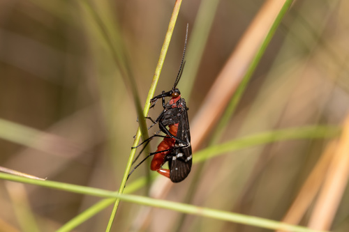Mourning Scorpionfly photo 3