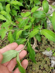 Cornus capitata