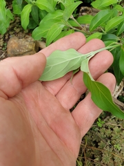 Cornus capitata