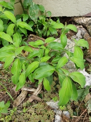 Cornus capitata