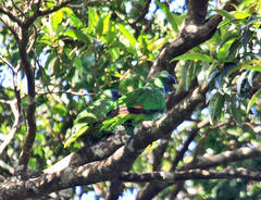 Amazona arausiaca