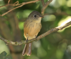 Contopus latirostris