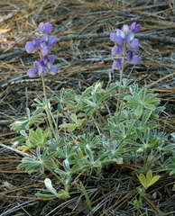 Lupinus grayi