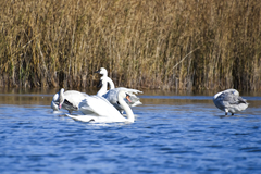 Cygnus columbianus columbianus