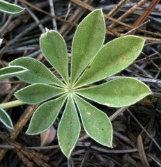 Lupinus grayi