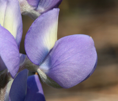 Lupinus grayi