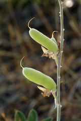 Lupinus grayi