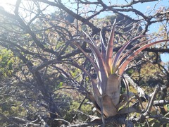Tillandsia makoyana