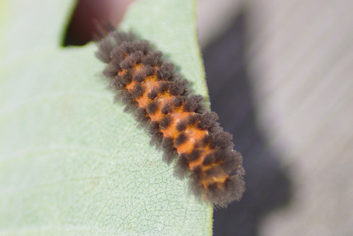 Unexpected Cycnia Moth photo 5