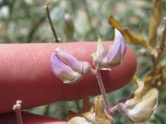 Lupinus elatus