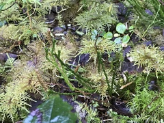 Diphasiastrum sitchense