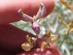 Lupinus elatus