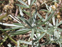 Lupinus elatus