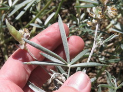 Lupinus elatus