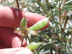 Lupinus elatus