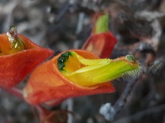 Castilleja tenuifolia
