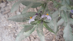 Solanum radicans