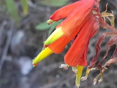 Castilleja tenuifolia