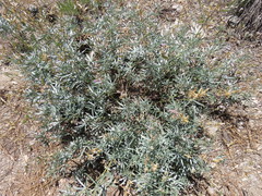Lupinus elatus