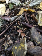 Psilocybe cyanescens