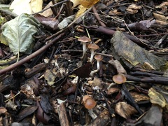 Psilocybe cyanescens