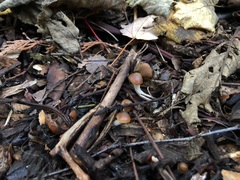 Psilocybe cyanescens