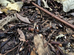 Psilocybe cyanescens