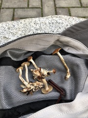 Psilocybe cyanescens