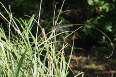Anotogaster sieboldii