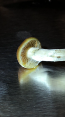 Psilocybe cyanescens