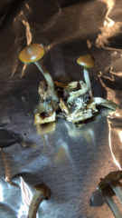 Psilocybe cyanescens