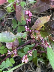 Persicaria cespitosa