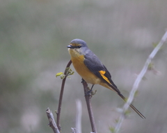 Pericrocotus ethologus